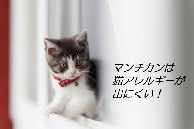 マンチカン