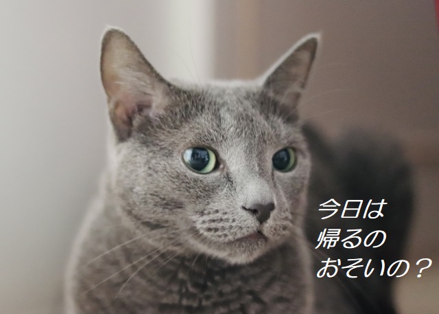 一人暮らしで猫を飼う