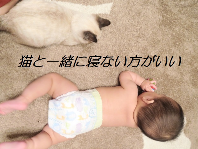 猫と寝ない方がいい