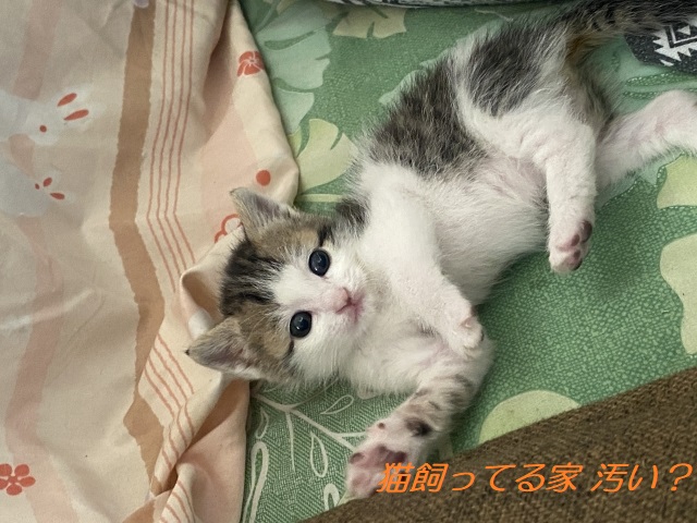 猫を飼っている家は汚い?